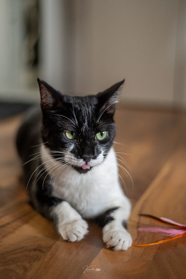 fellengel_klelia_loil_7