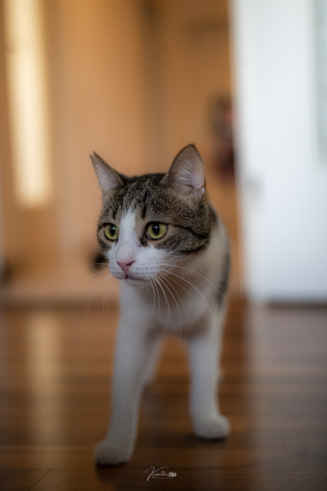 fellengel_klelia_loil_8