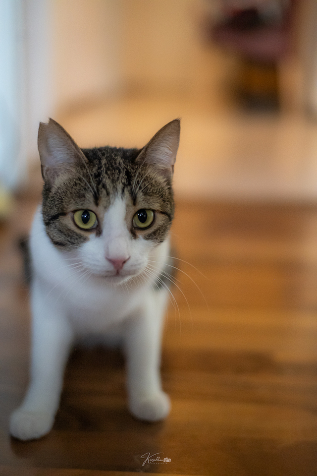 fellengel_klelia_loil_9