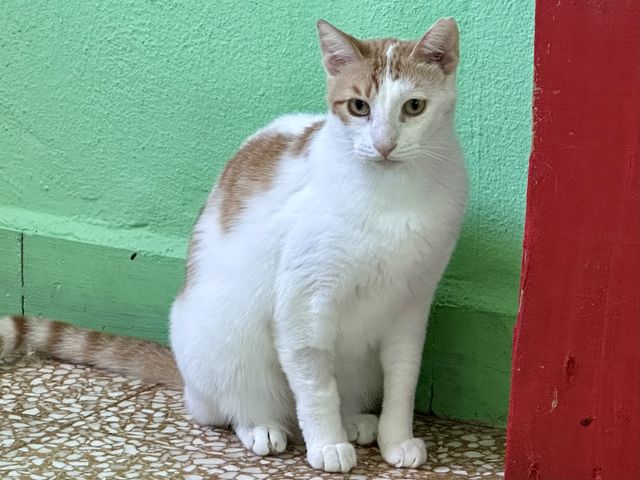 Latte - female, not shy, playful, cuddly