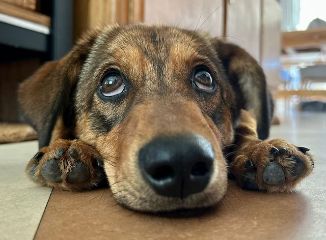 fellengel_little_alba