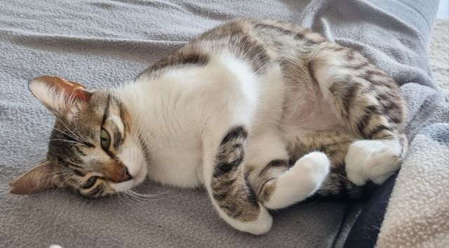 fellengel_nafsica_05