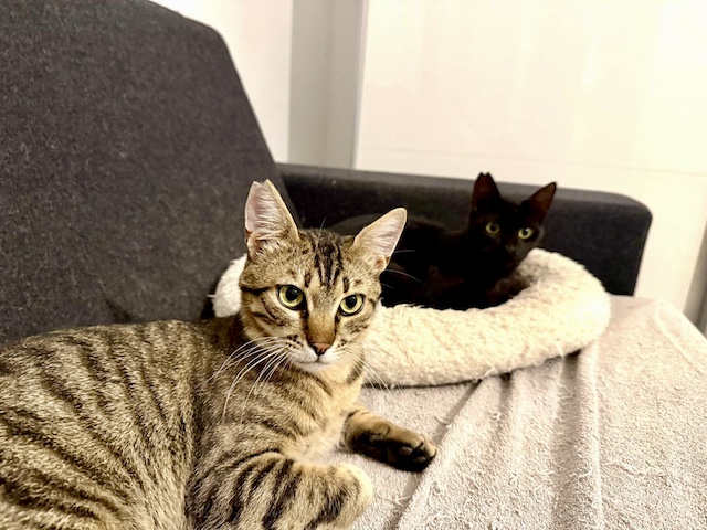 fellengel_orestis_vagos