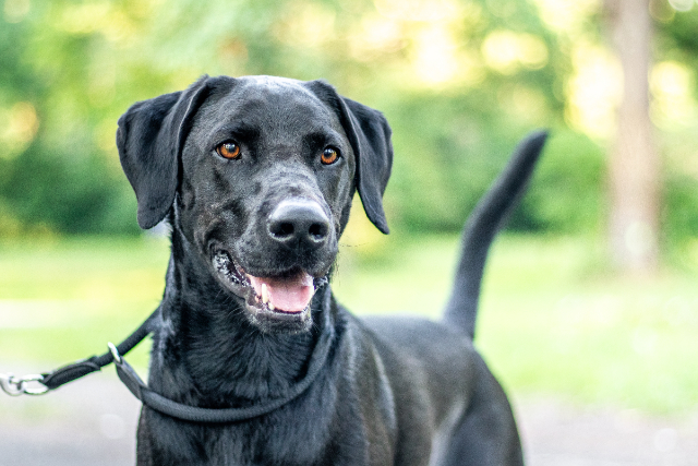 fellengel-chandler-1