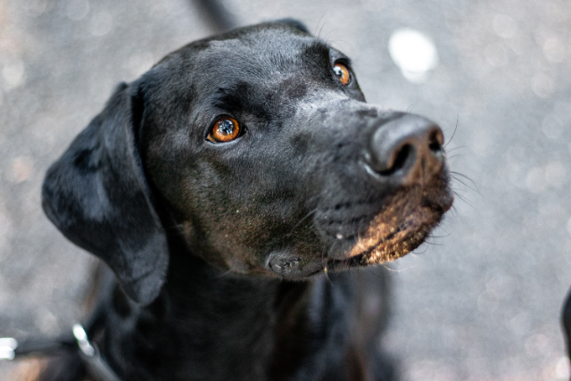 fellengel-chandler-2