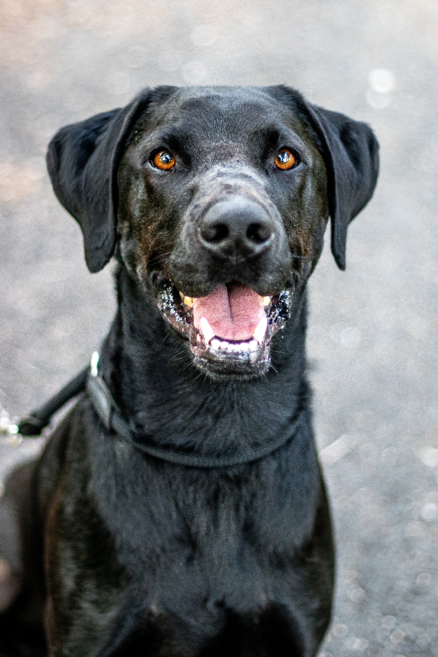 fellengel-chandler-3