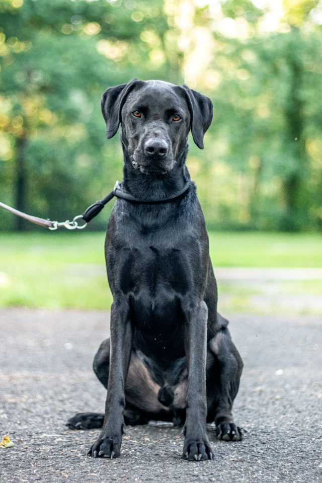 fellengel-chandler-4