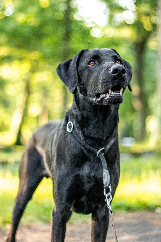 fellengel-chandler-6