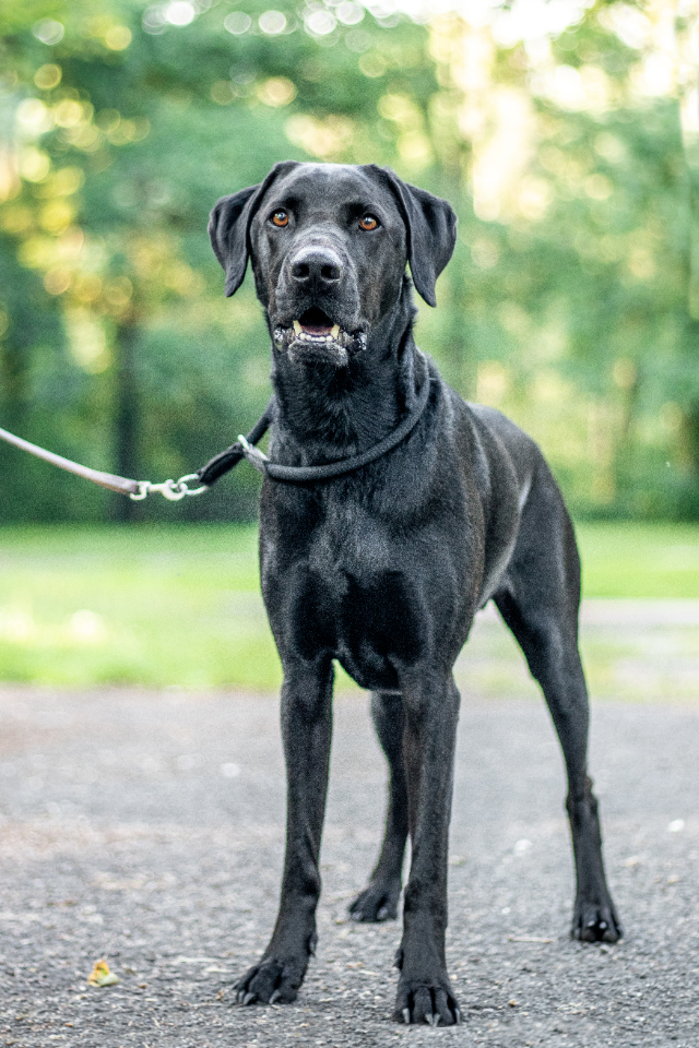 fellengel-chandler-7