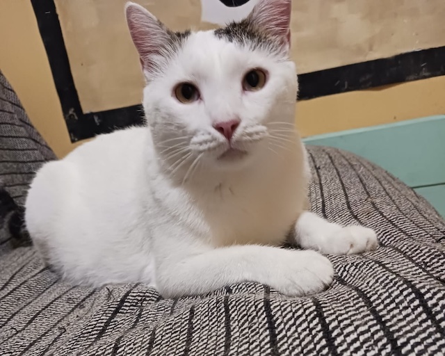 fellengel_Chionoula_1