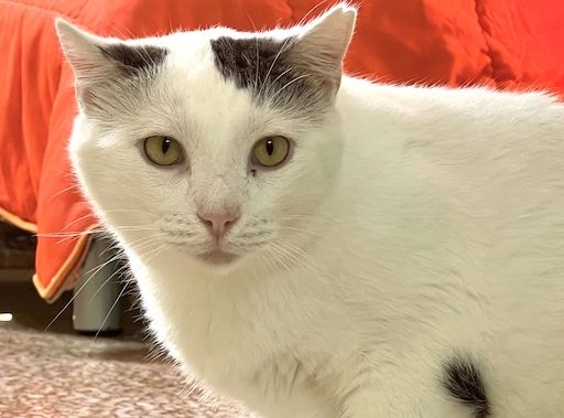 fellengel_Chionoula_1