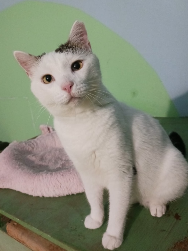 fellengel_Chionoula_3