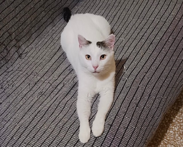 fellengel_Chionoula_4