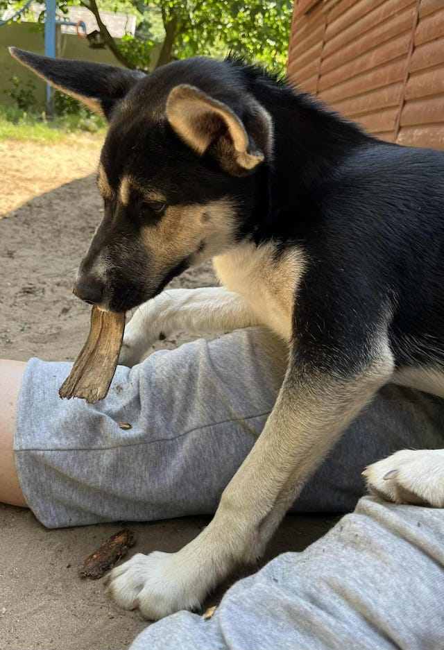 fellengel_borostyan_1