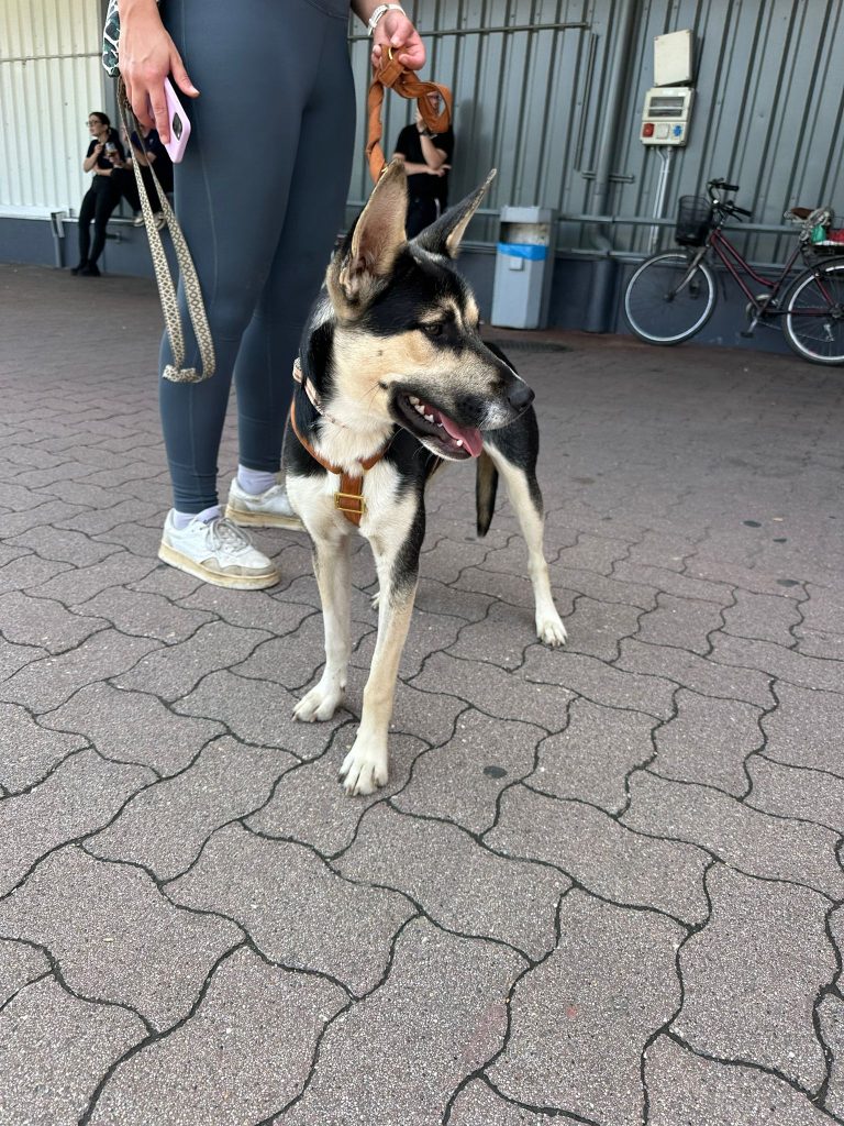 fellengel_borostyan_11