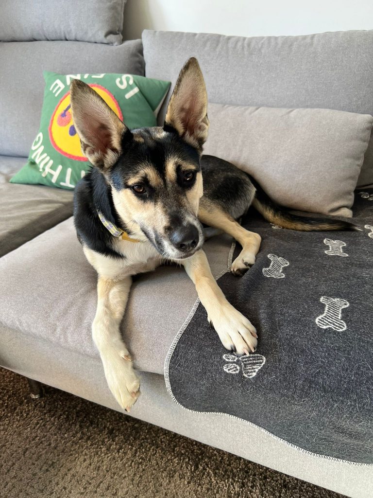 fellengel_borostyan_12