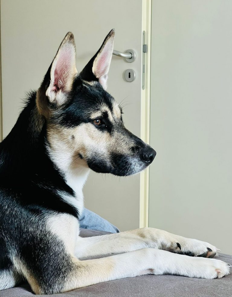 fellengel_borostyan_13