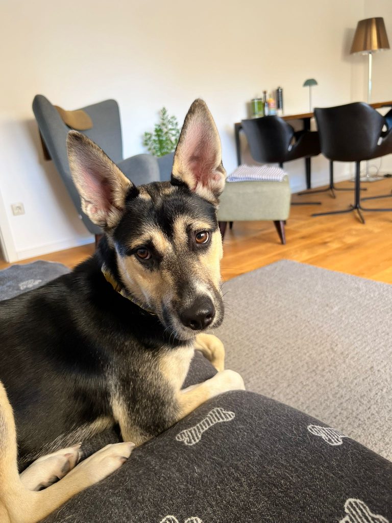 fellengel_borostyan_14