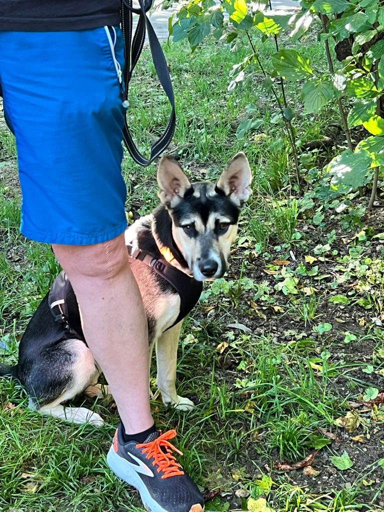 fellengel_borostyan_15