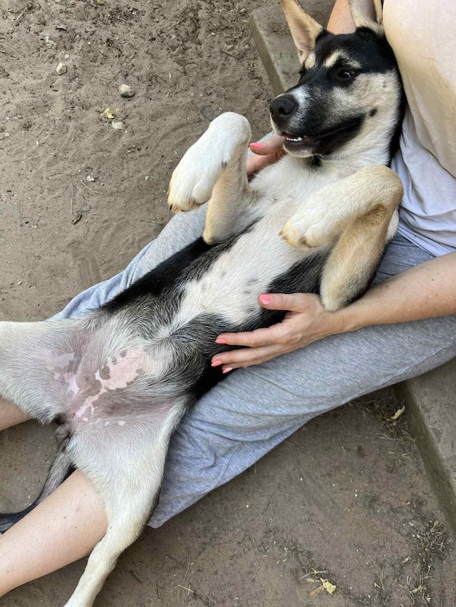 fellengel_borostyan_2