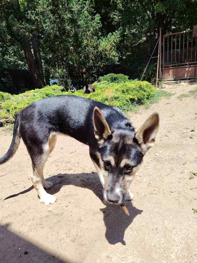 fellengel_borostyan_4