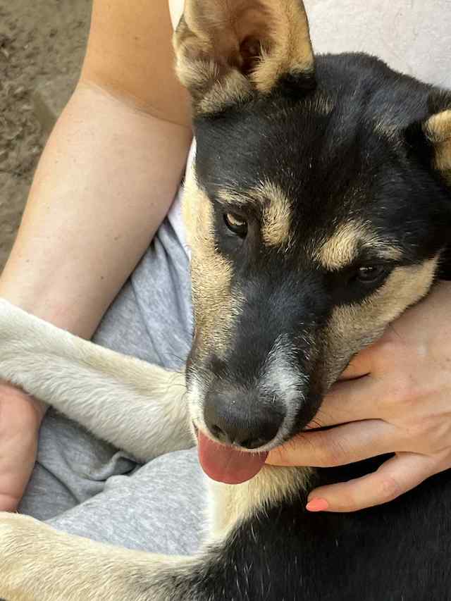 fellengel_borostyan_5