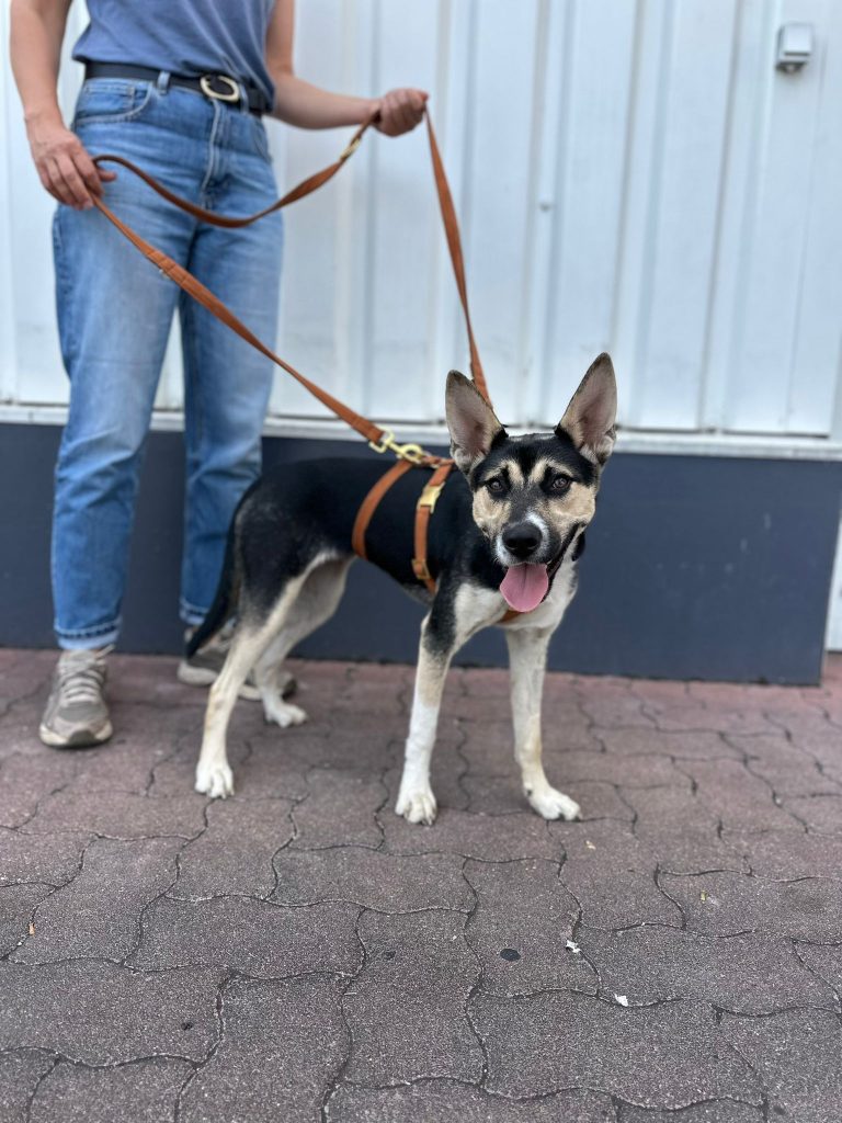 fellengel_borostyan_6