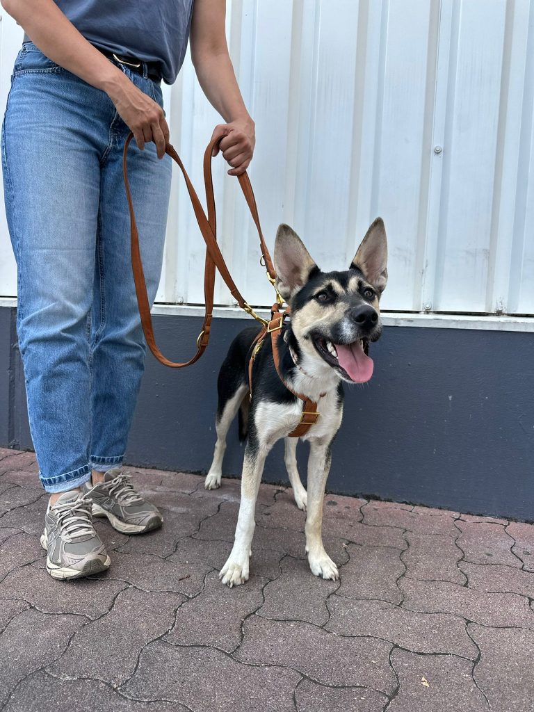 fellengel_borostyan_7