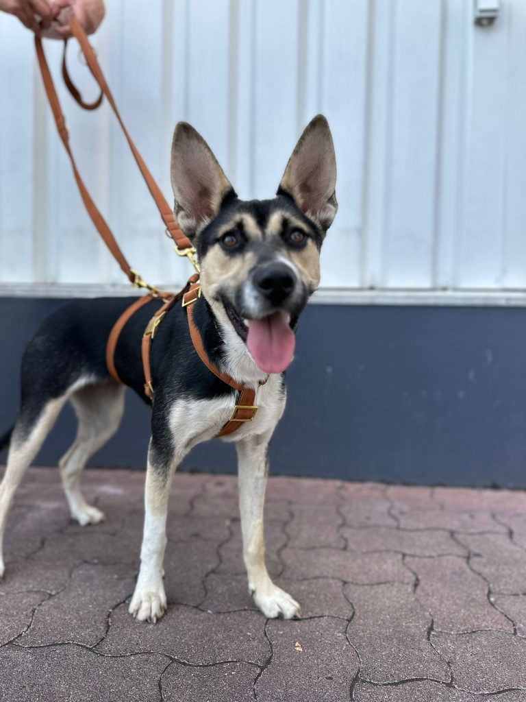 fellengel_borostyan_8