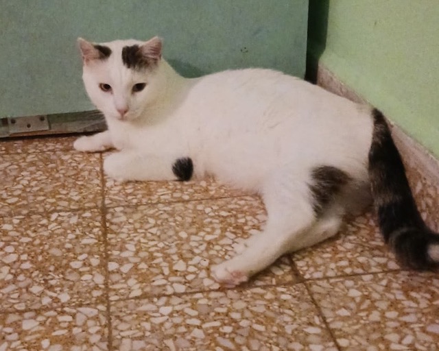 fellengel_chionoula_1