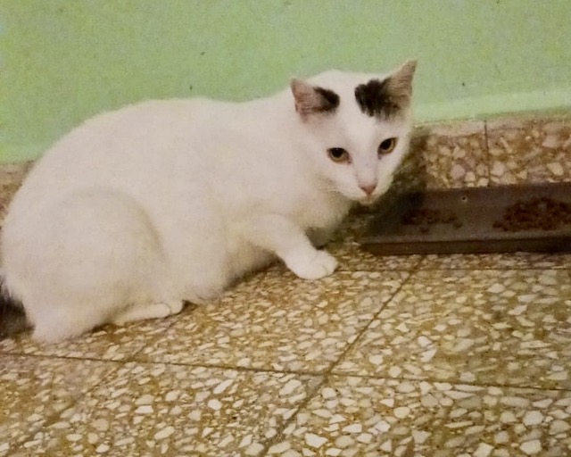 fellengel_chionoula_2