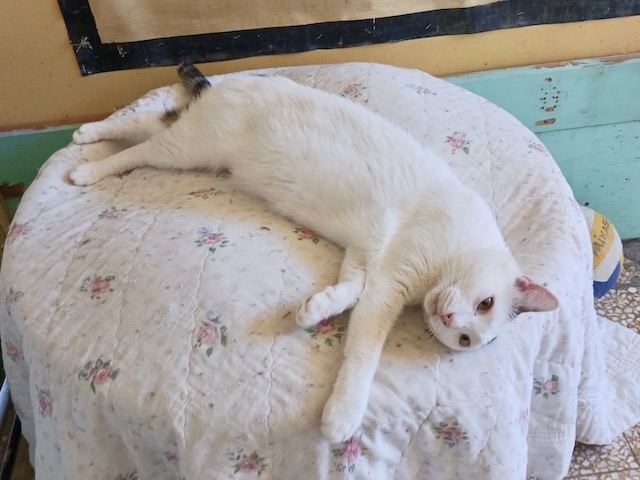 fellengel_,chionoula_2