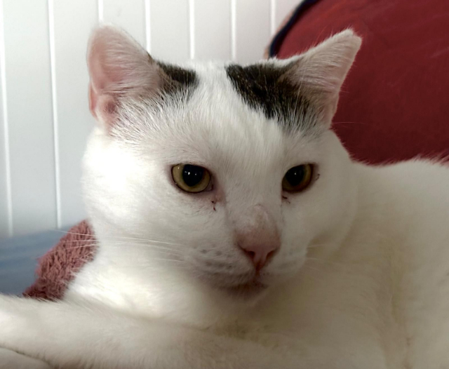 fellengel_chionoulla_33