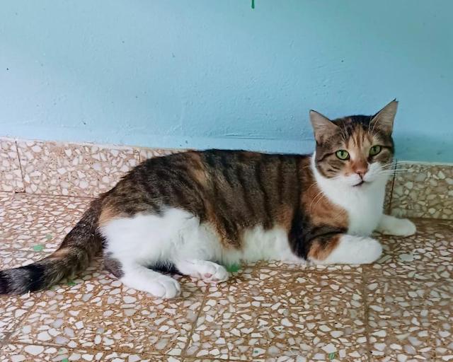 fellengel_lucky