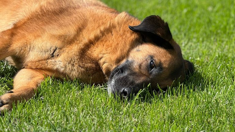 fellengel_miss lucy_10