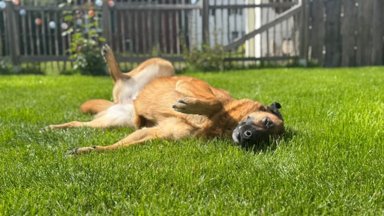 fellengel_miss lucy_14