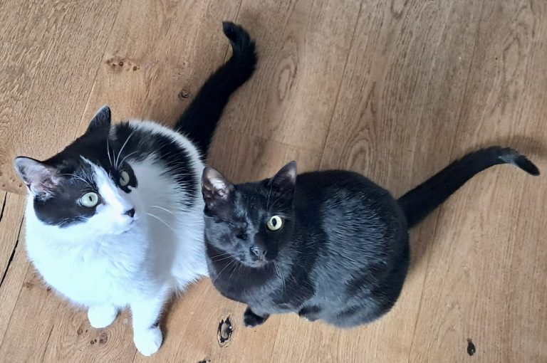 fellengel_sharif+tess_1