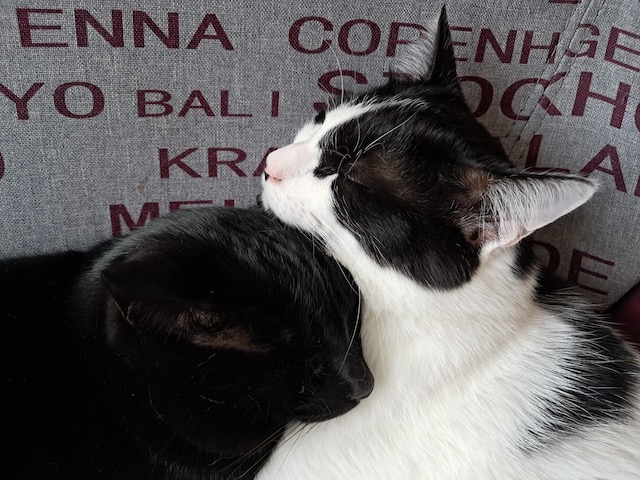 fellengel_sharif+tess_2