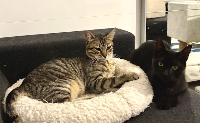 fellengel_vagos_orestis_1