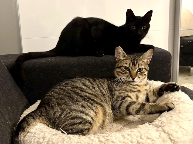 fellengel_vagos_orestis_2