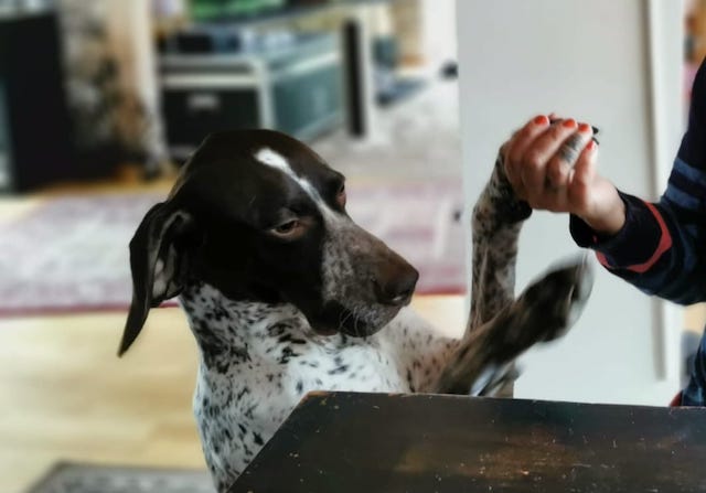 fellengel_bernstein_1