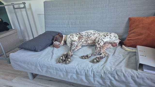 fellengel_bernstein_11