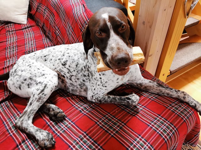 fellengel_bernstein_2