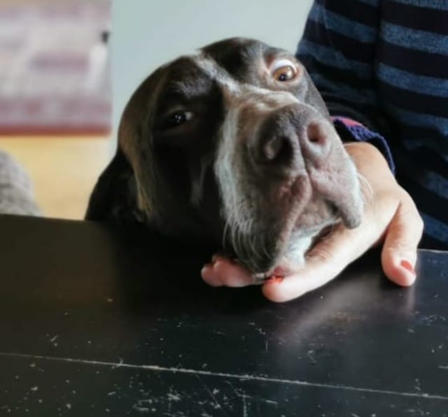 fellengel_bernstein_3