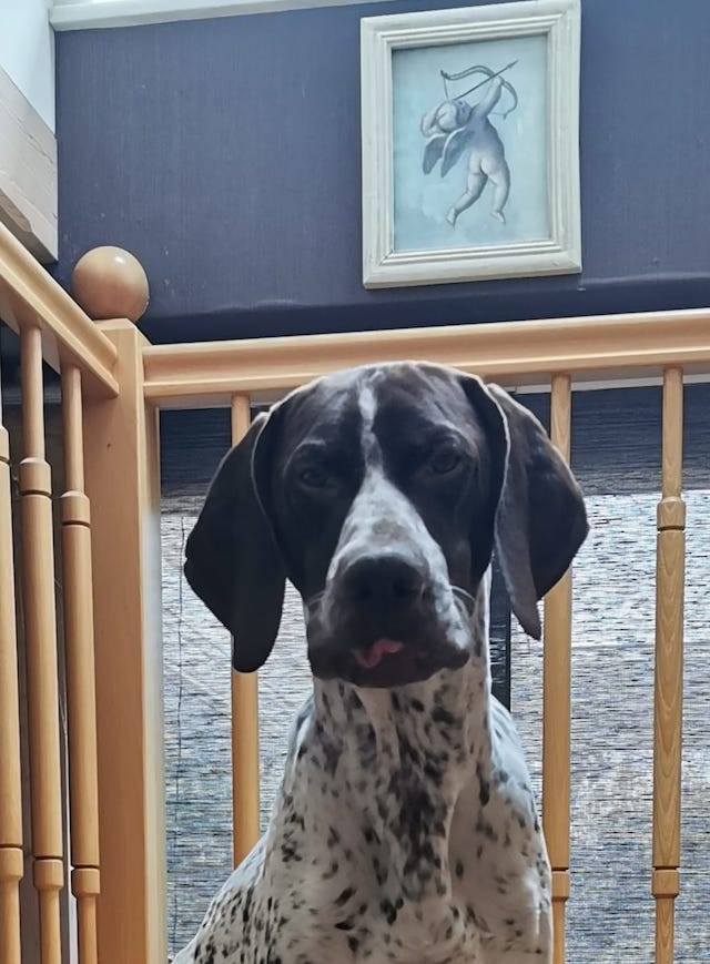 fellengel_bernstein_4