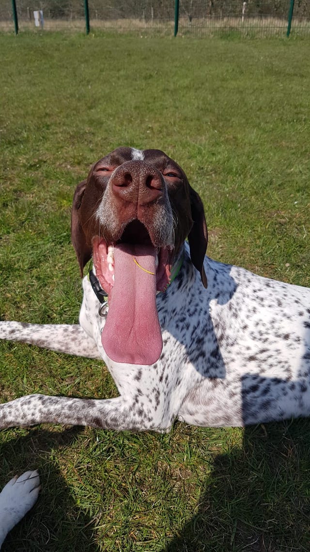 fellengel_bernstein_5