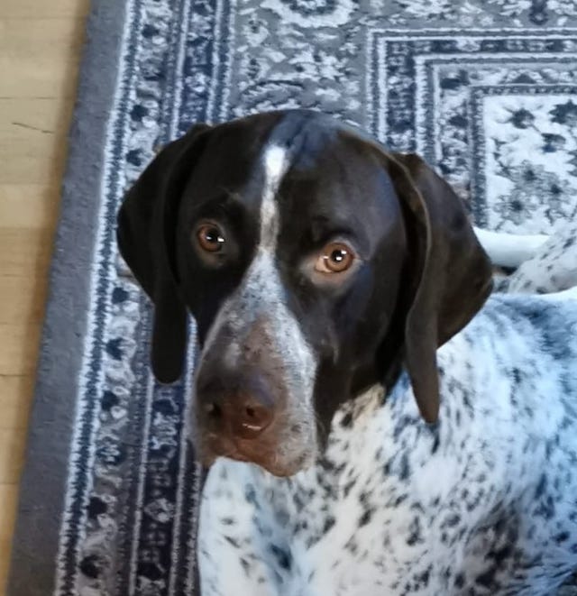 fellengel_bernstein_6