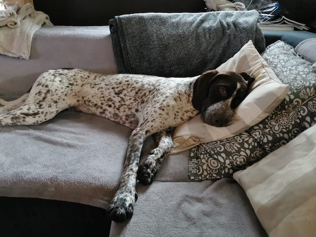 fellengel_bernstein_7