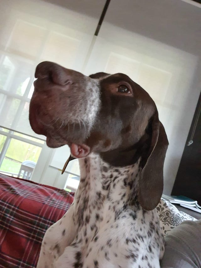 fellengel_bernstein_8