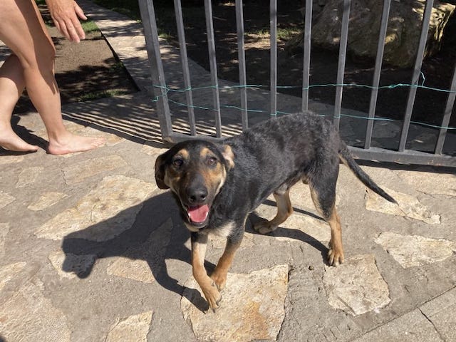 fellengel_einstein_1